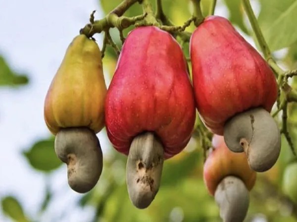 Cashew seeds on apples