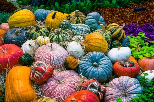 picking and Placing Pumpkins